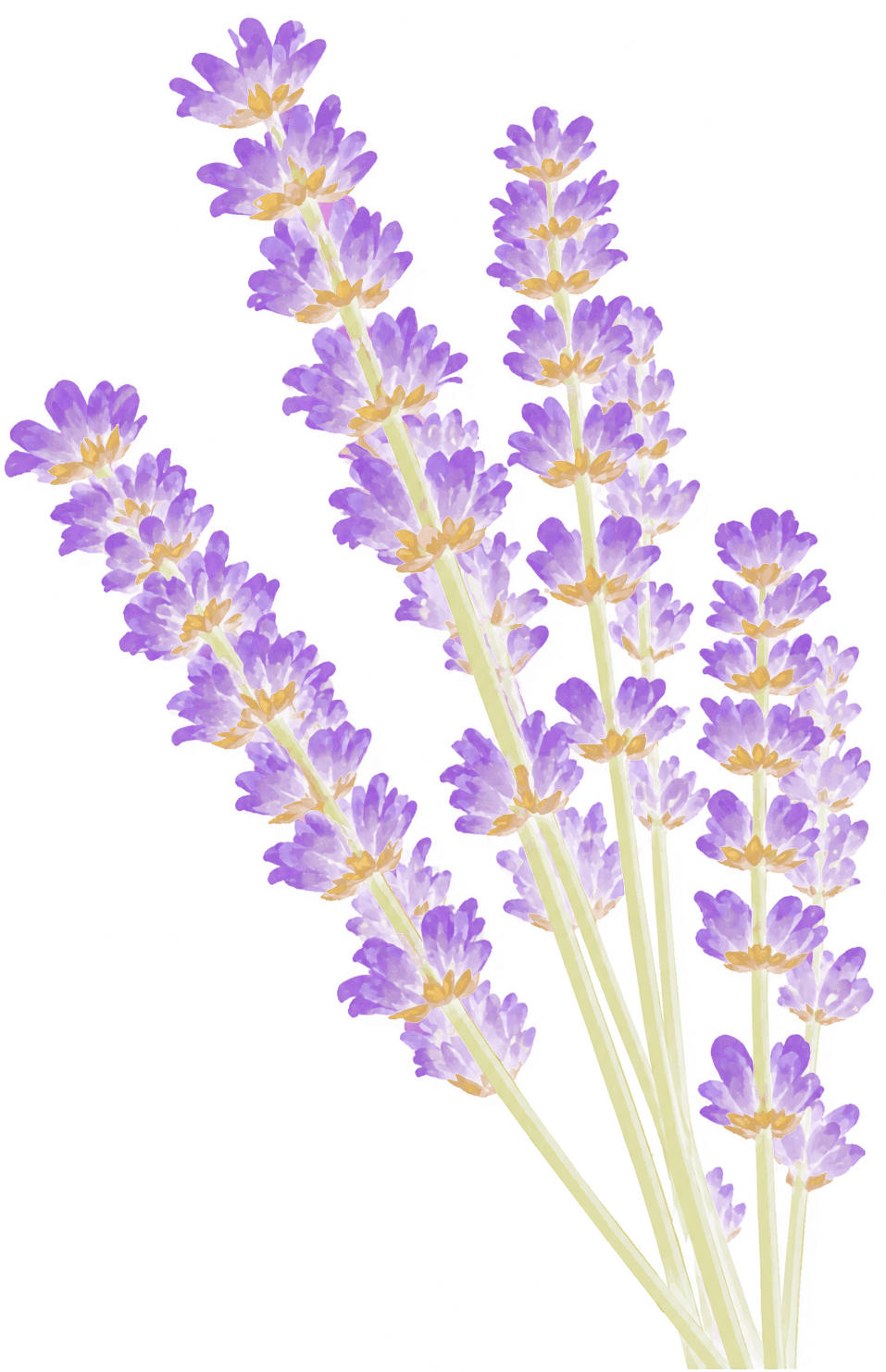Detalhe botânico de lavanda
